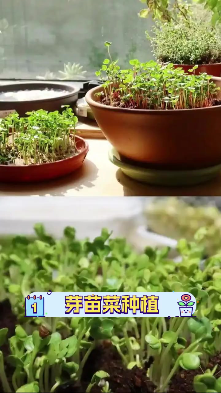 芽苗菜种植