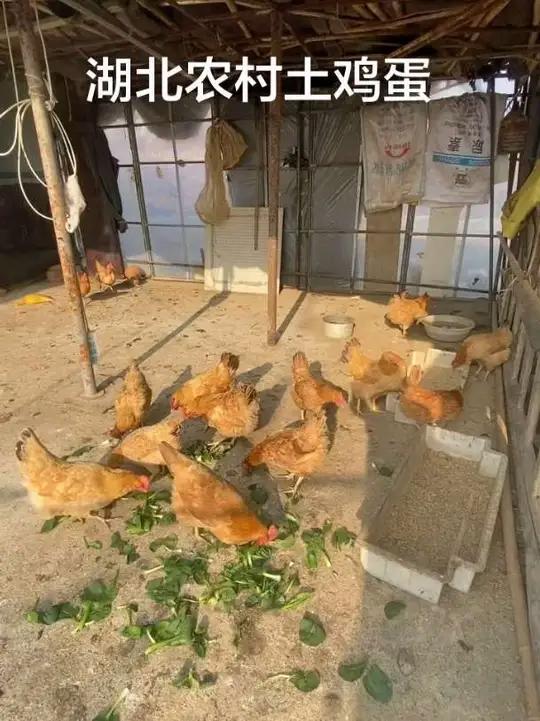 有多少人愿意回农村生活的湖北农村散养土鸡蛋