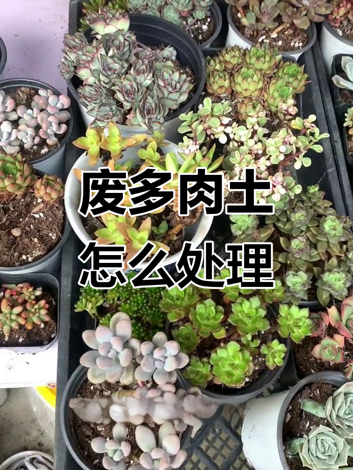 多肉土用久了还能再用吗？如何处理废土