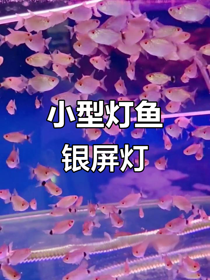 银屏灯:温顺胆小却凶猛,适合草缸混养