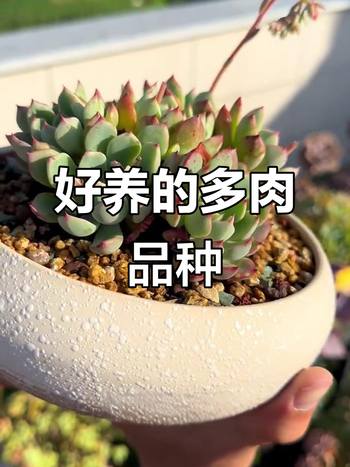 娜娜小勾多肉:户外养护经验分享