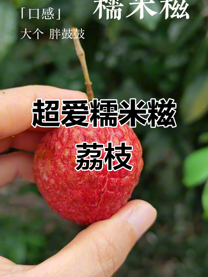 糯米糍荔枝:软糯多汁,像爱心一样的可爱果实