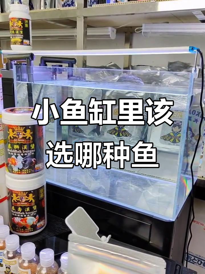 直播间小鱼缸养什么鱼最合适?色彩鲜艳的珊瑚丝雕如何选择