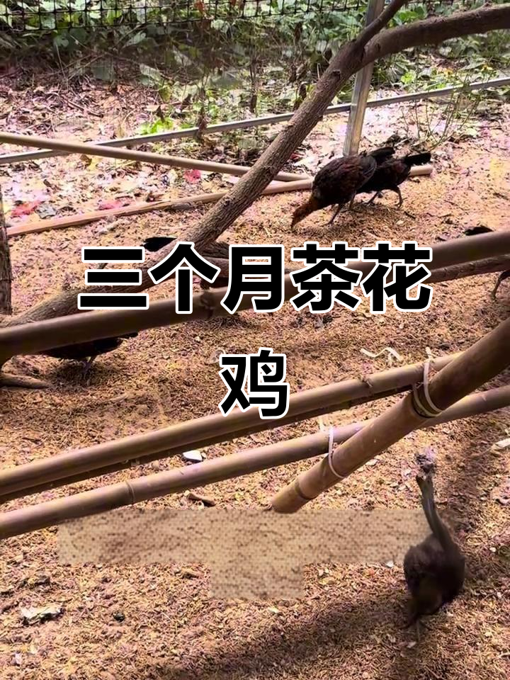 这只茶花鸡三个月,羽毛颜色独特,身形健壮,明年就能繁殖了