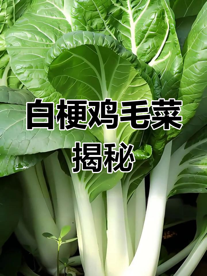 你种过白梗鸡毛菜吗?其实就是小白菜的嫩苗