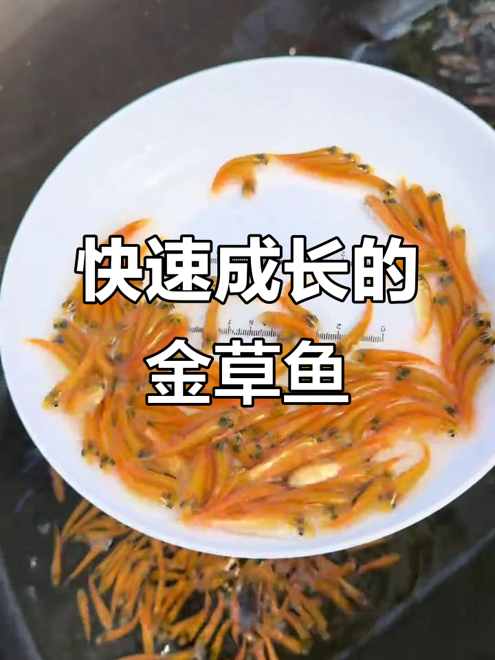 金草鱼生长迅速,肉质鲜美,适合各地养殖