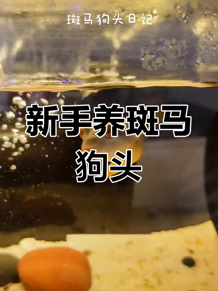 适合新手养的斑马狗头鱼,喂食与养护全攻略