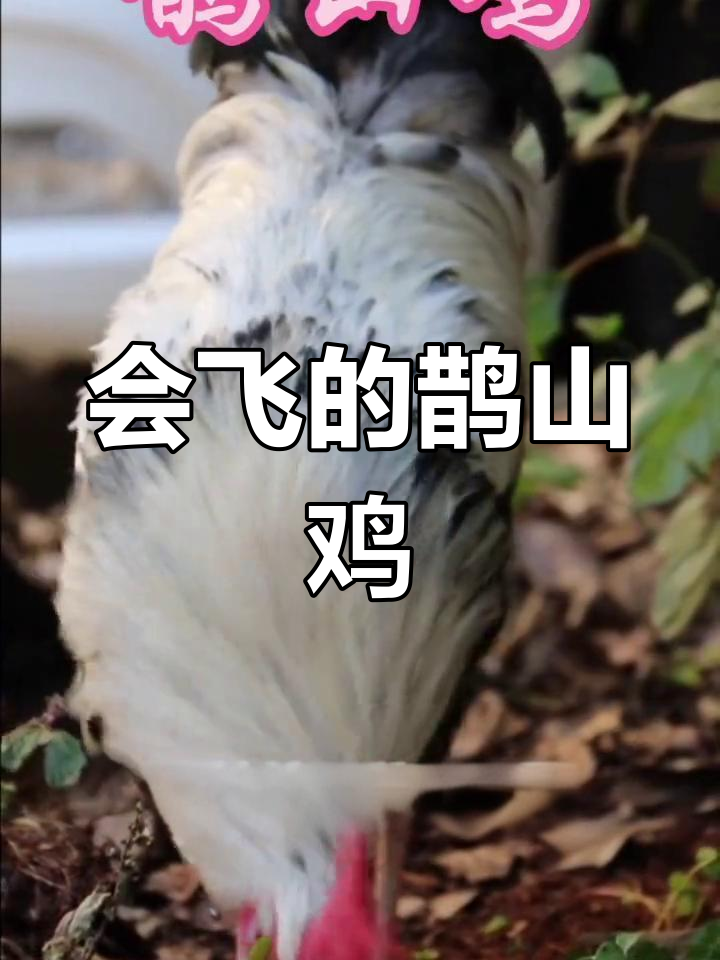鹊山鸡:飞得最远的土鸡品种