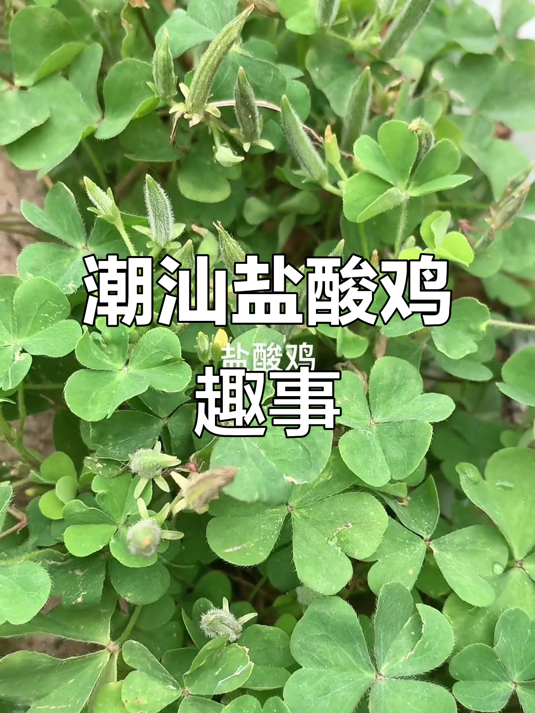 潮汕人必试盐酸鸡,笑点满满的搞笑日常
