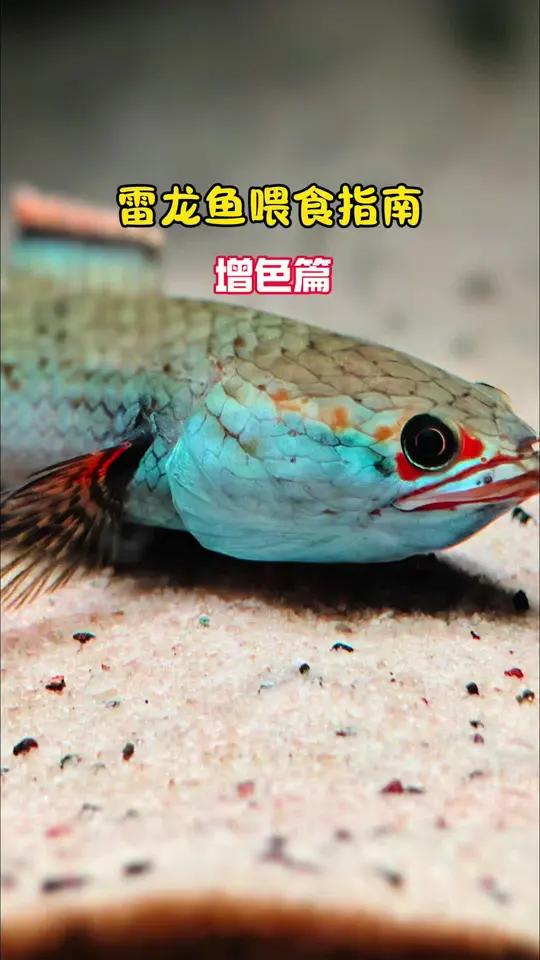 雷龙喂什么发色好