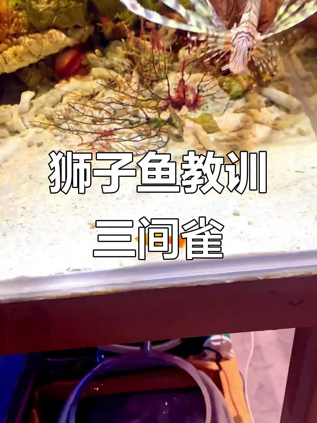 狮子鱼强势登场,三间雀被教训得服服帖帖
