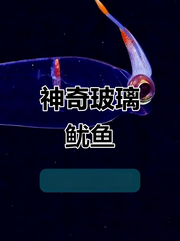 玻璃鱿鱼:透明身体、发光变形,深海生存技巧大揭秘