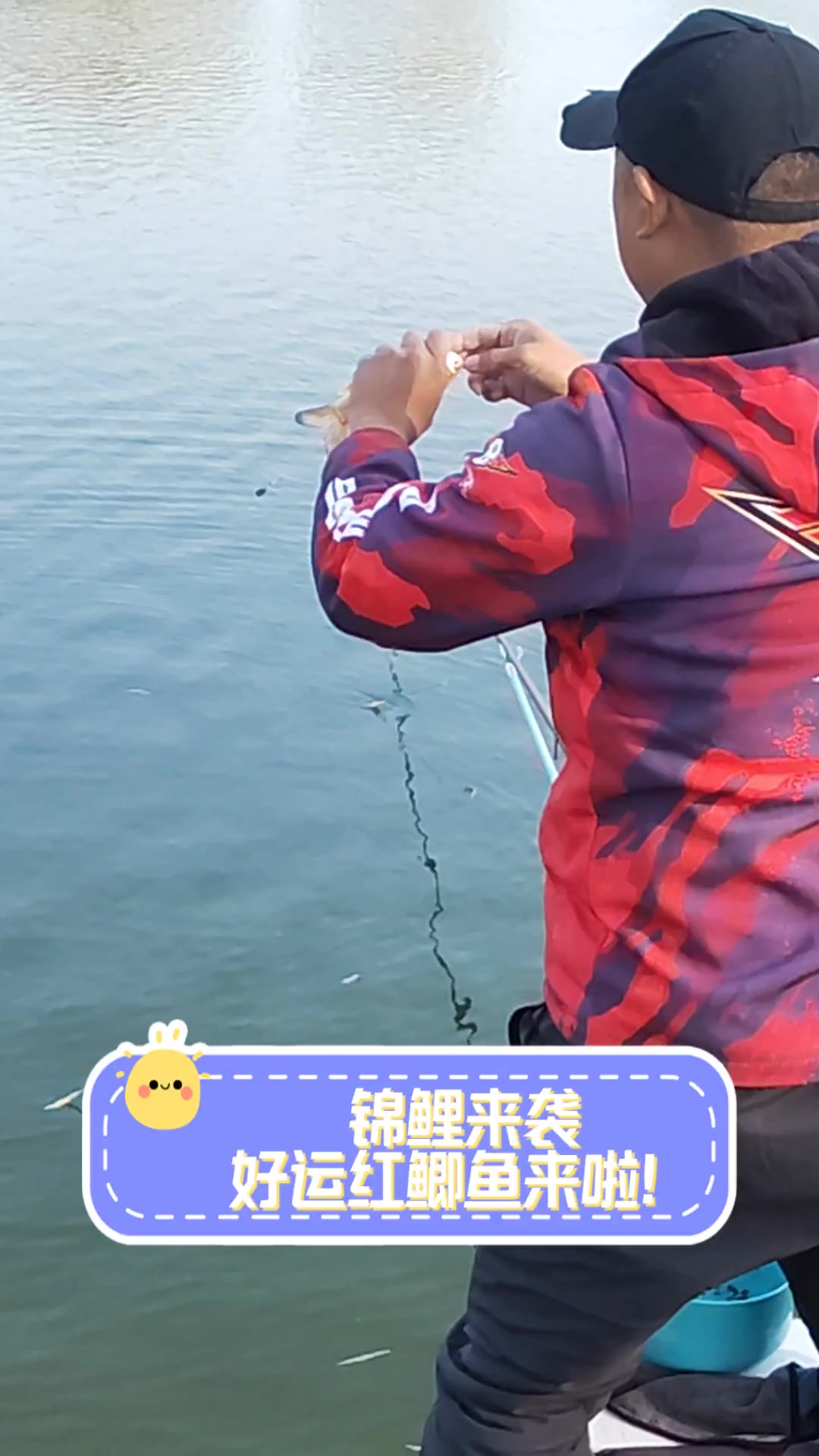 锦鲤来袭,好运红鲫鱼来啦!