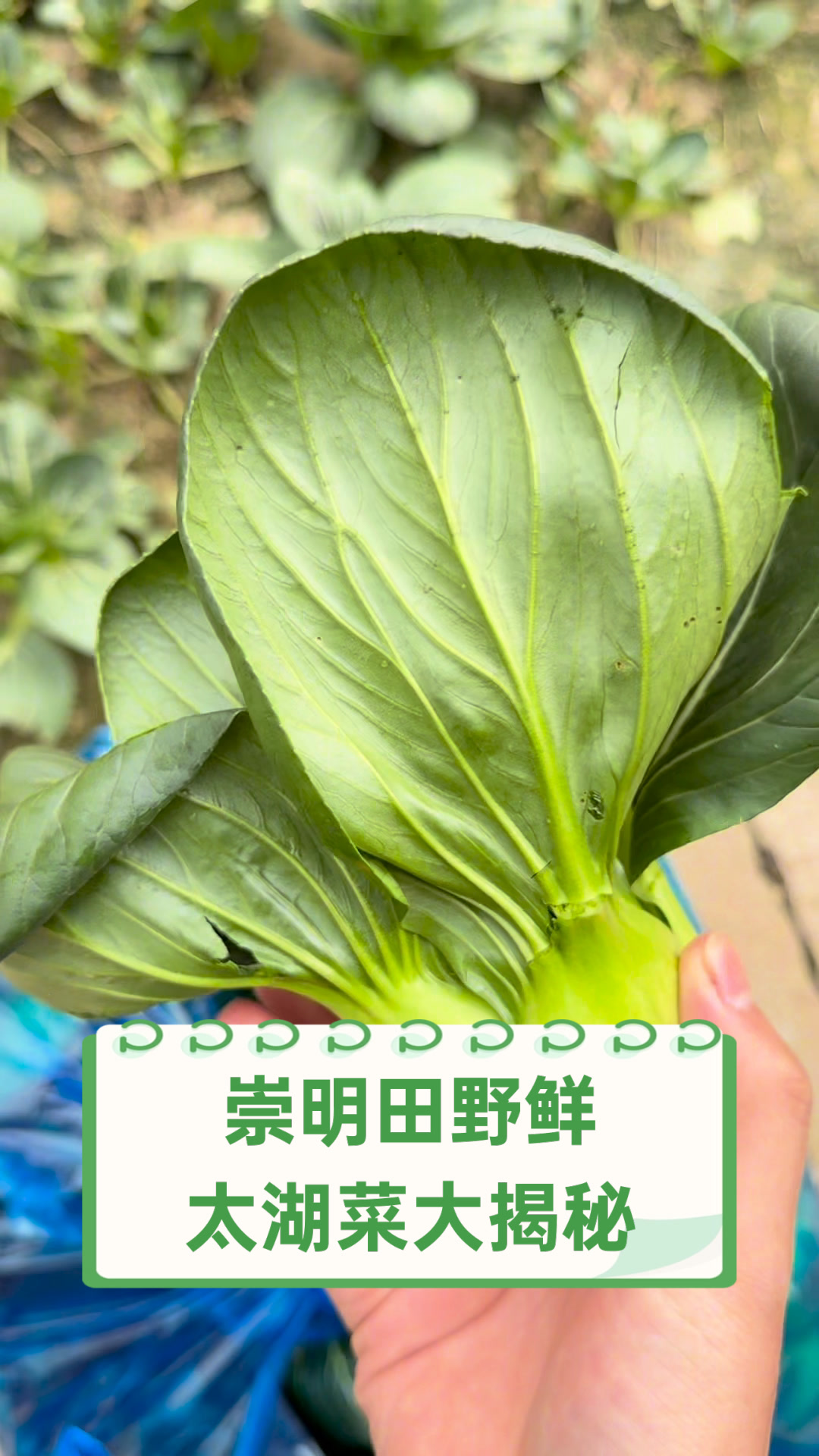 崇明田野鲜,太湖菜大揭秘