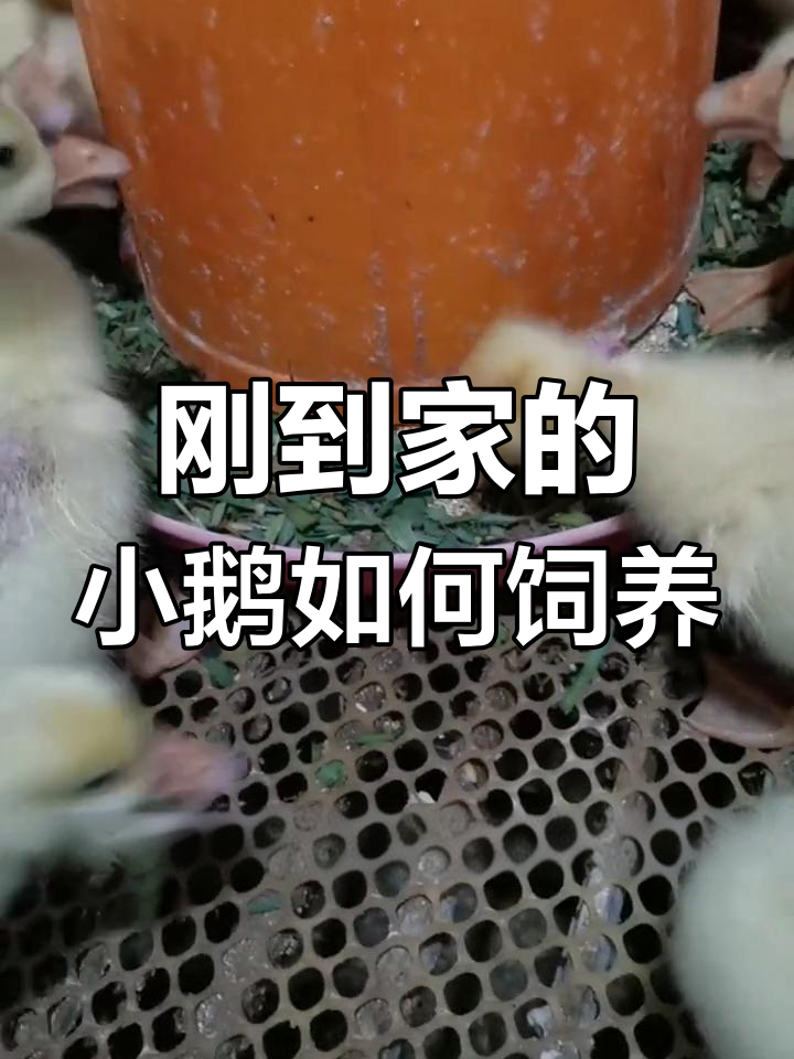 小鹅喂养注意事项,菠菜不能喂