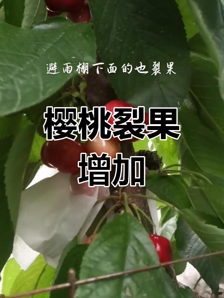 褐腐病肆虐,樱桃裂果增多,部分果实干枯