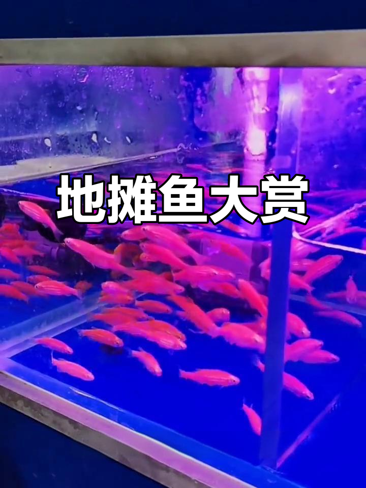 广州百艺城地摊鱼，孔雀斑马一网打尽