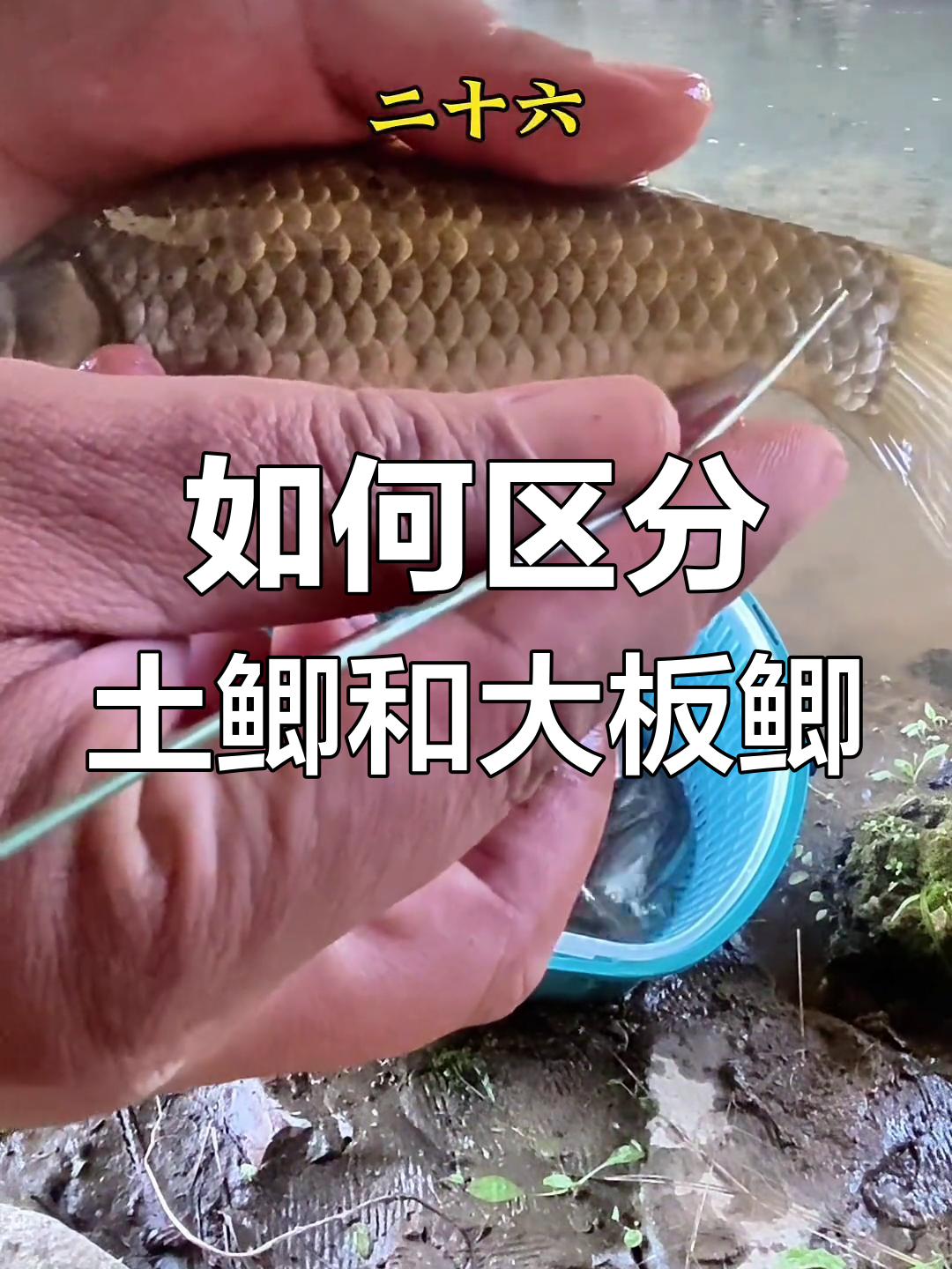 土鲫鱼与大板鲫的区别,钓友必看!