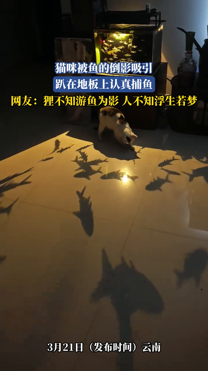 猫咪被鱼的倒影吸引，趴在地板上认真捕鱼