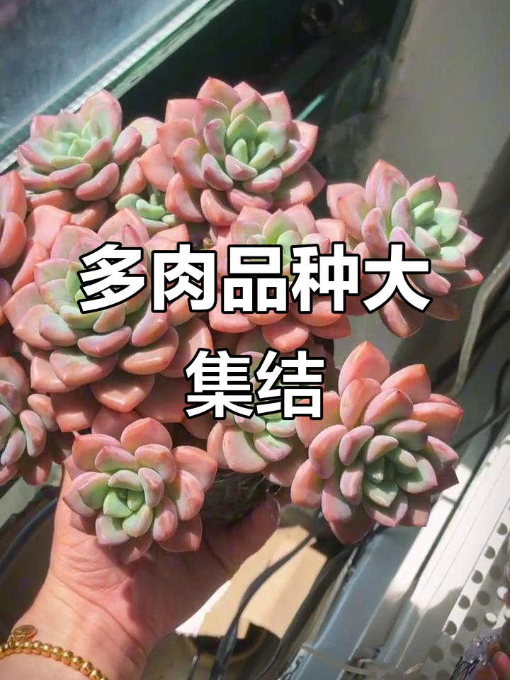 多肉品种大揭秘,快来看看你喜欢的有哪些!