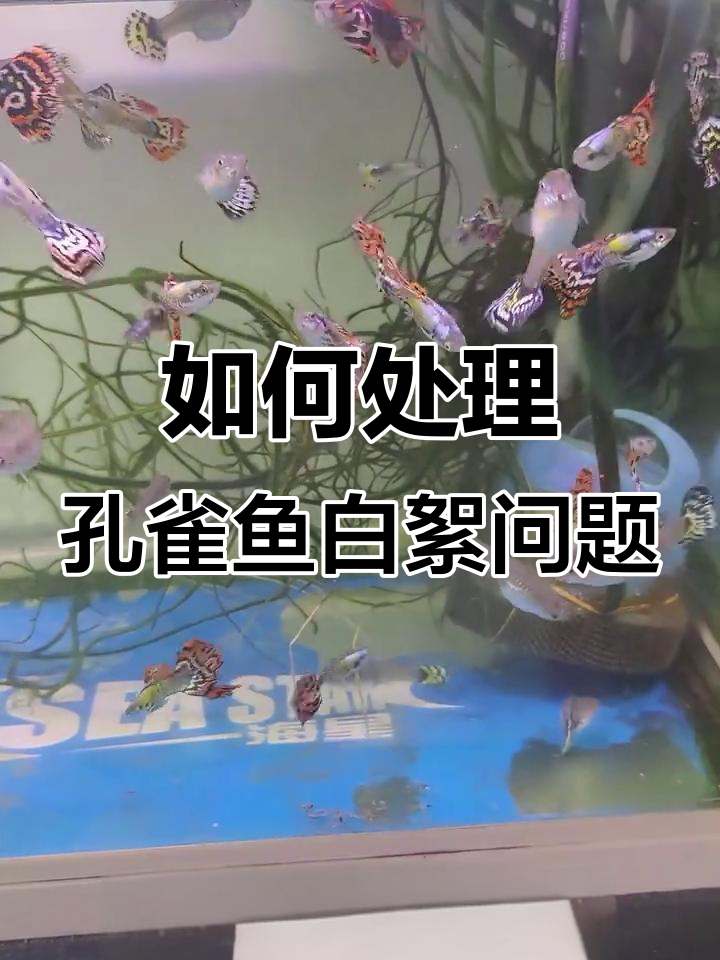 孔雀鱼身上白色絮状物的原因及处理方法