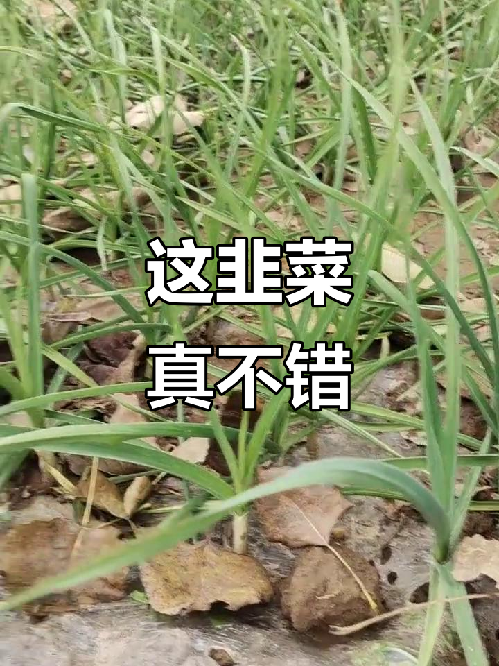 回家发现韭菜长得超好,第一次见这么好的品种