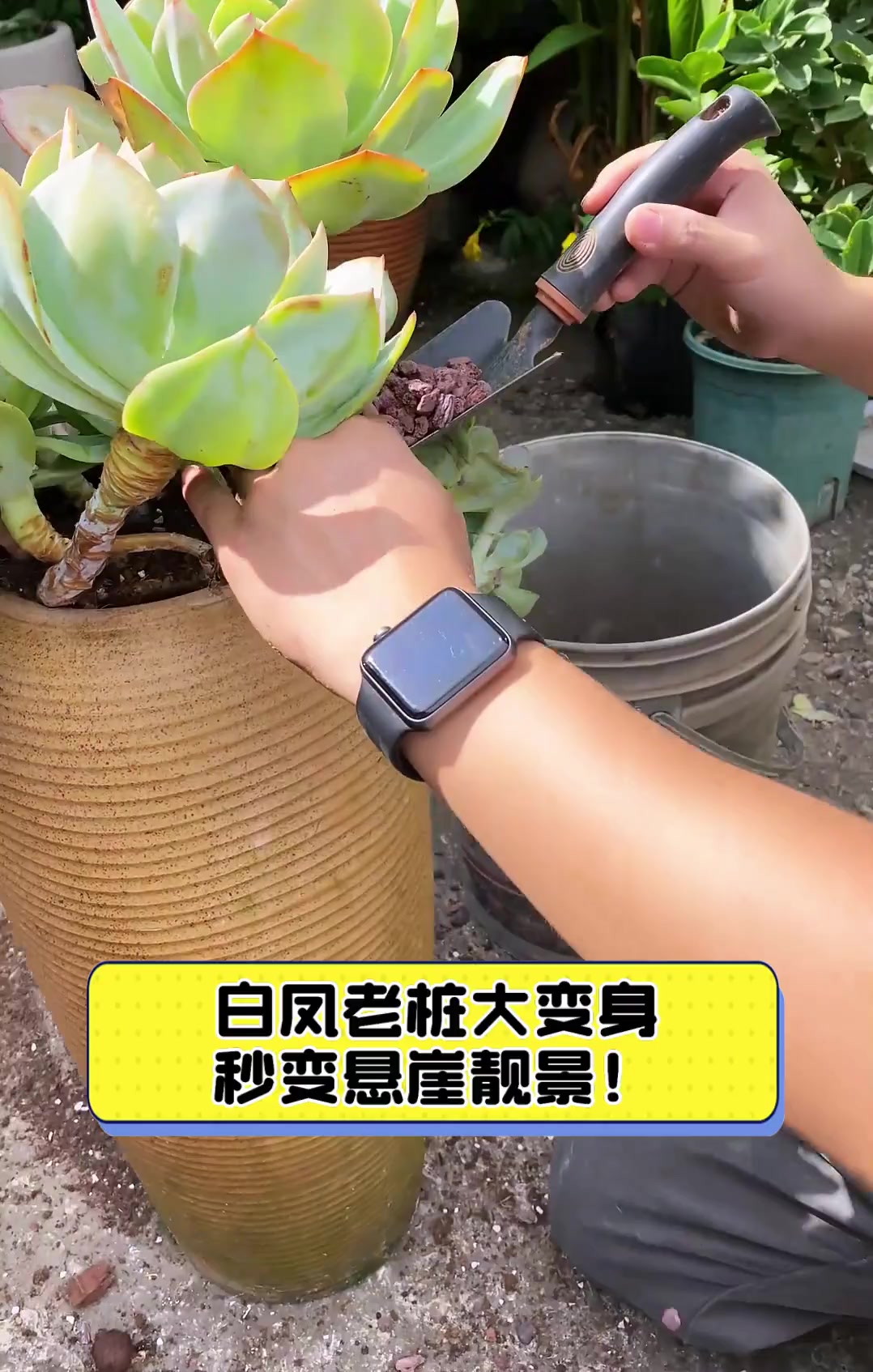 白凤老桩大变身,秒变悬崖靓景!
