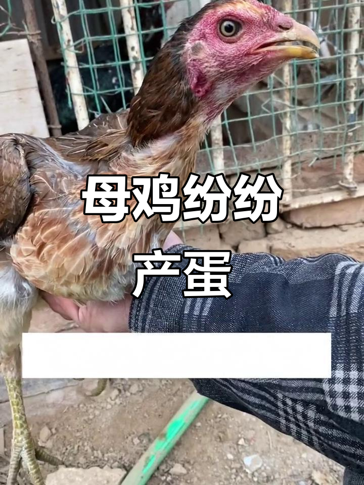 母鸡开始下蛋，斗鸡爱好者必看！