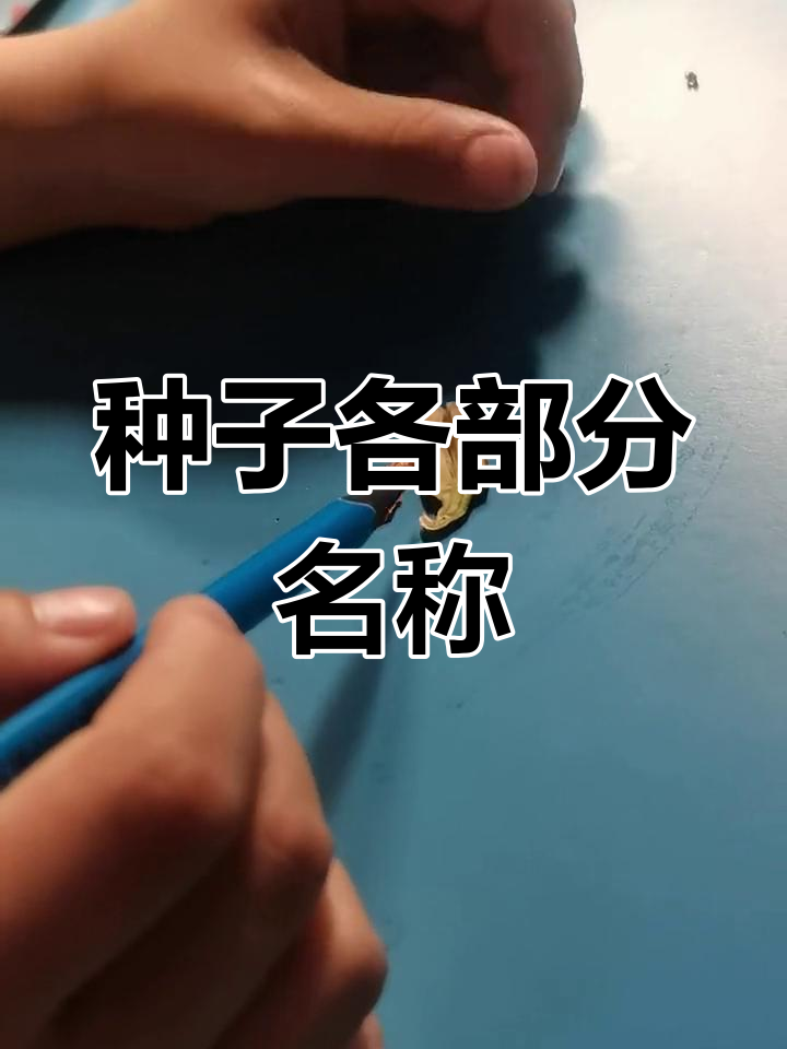菜豆种子的结构解析