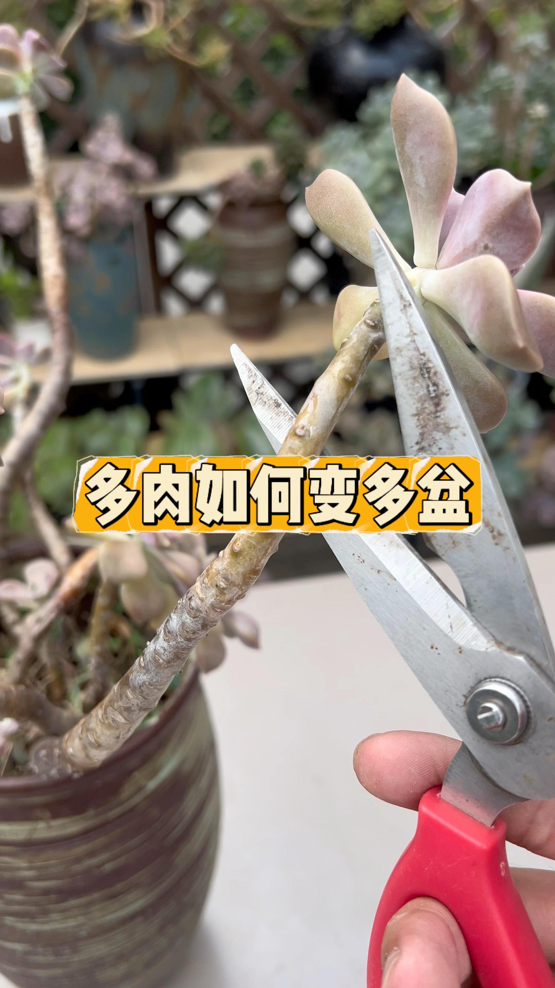 多肉养成这个鬼样子，教你3招让它一盆变多盆