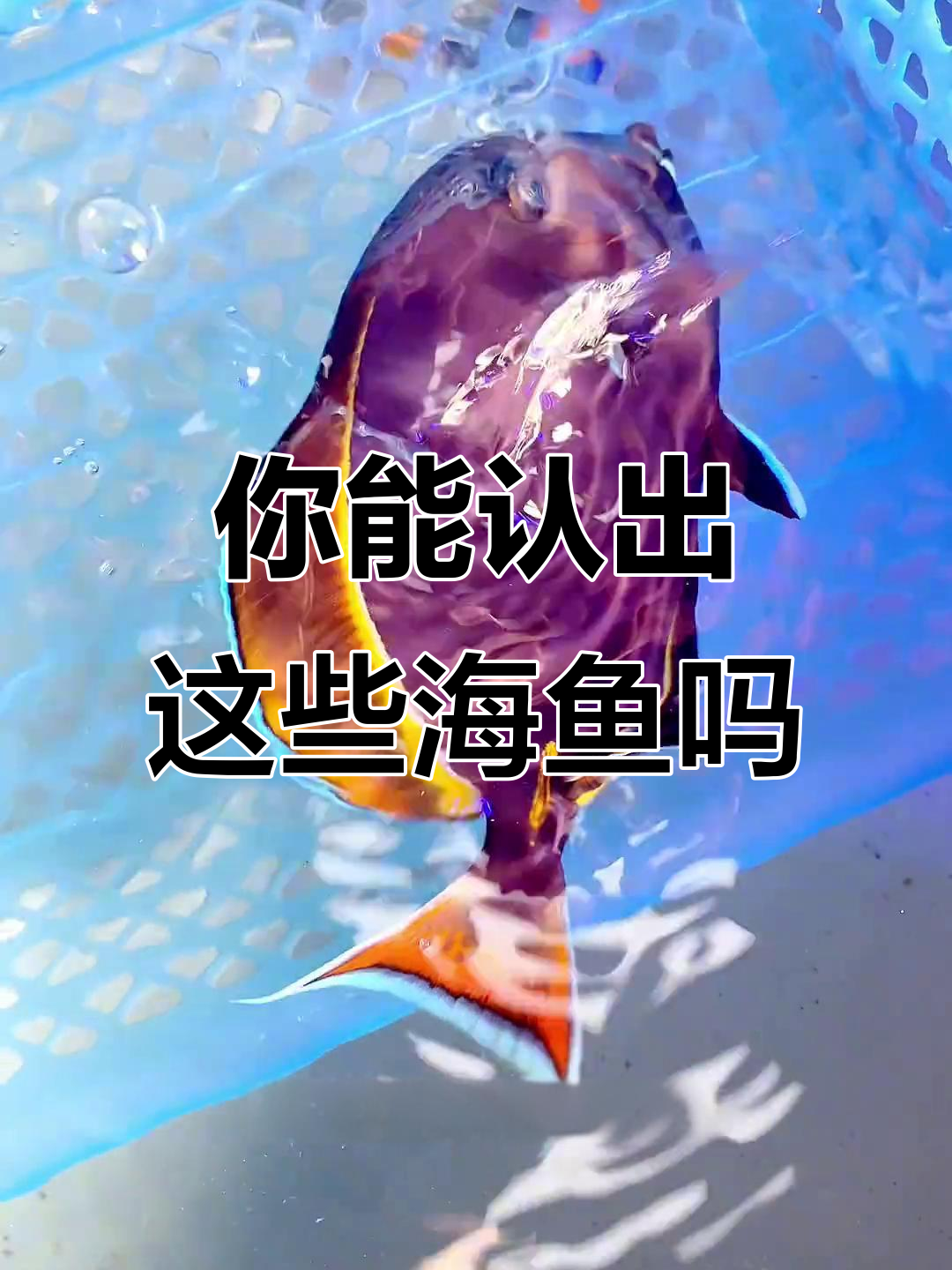 海水鱼大揭秘！这两条长得像毛虫的鱼，你认识吗？