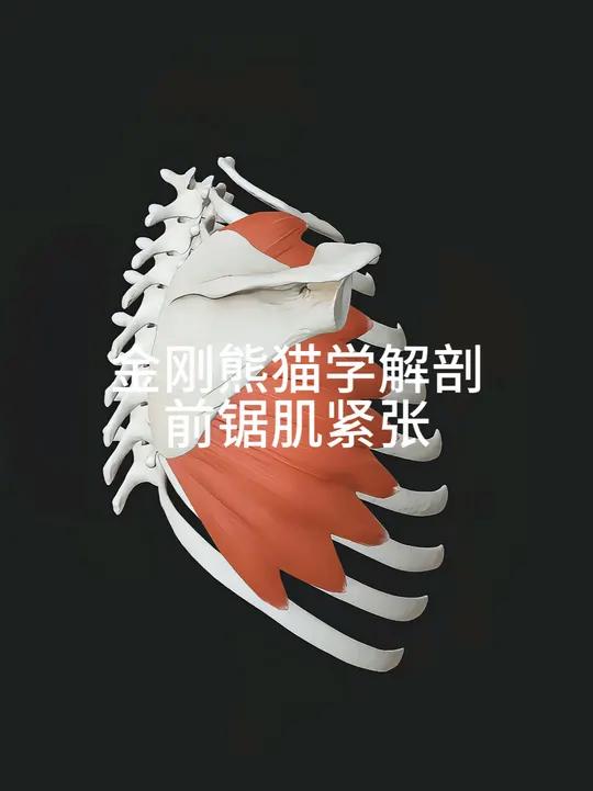 前锯肌紧张又无力的人群较多,后背肌肉酸痛胀痛与它有关。前锯肌短缩无力金刚熊猫学解剖黄远升背