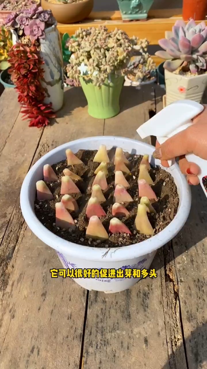 多肉“叶片”扦插,用这个方法,成活率贼高