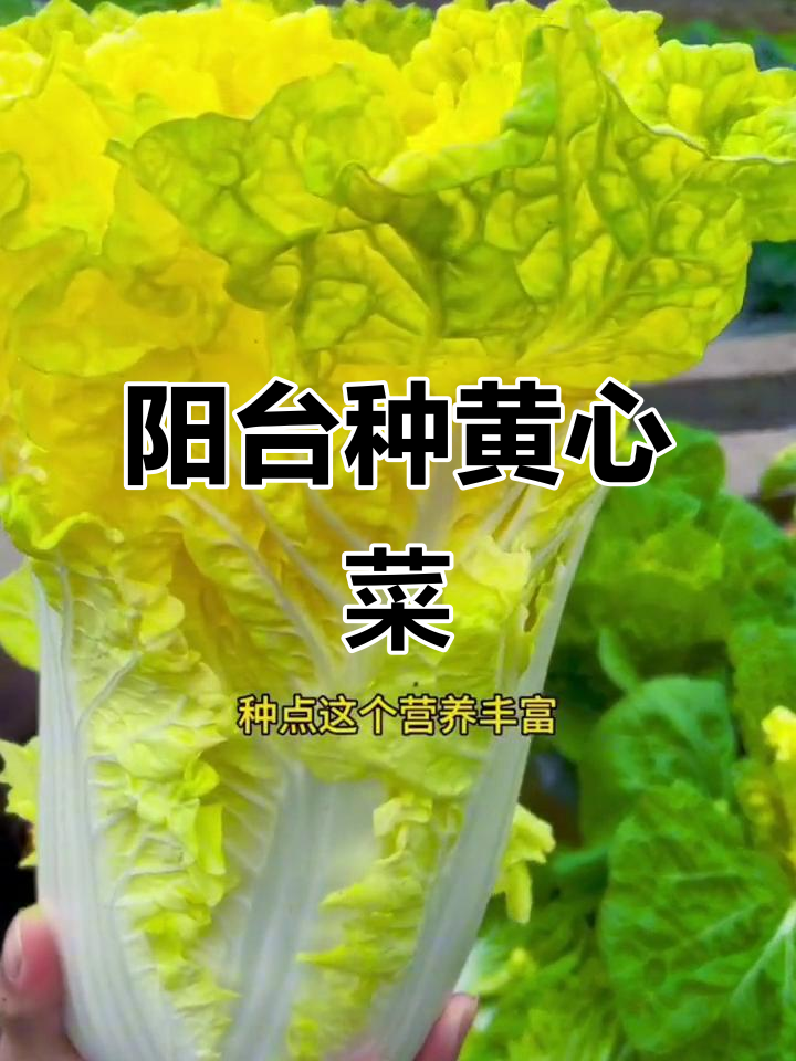 黄心白菜，阳台种植轻松上手，优质种子推荐