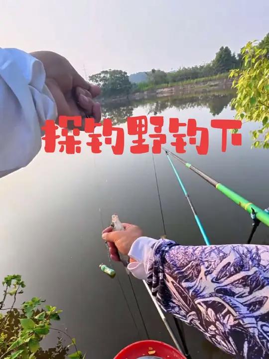 这个野钓点鱼情这么好你还不知道吗 鲫鱼鲤鱼连杆,友友反馈已上黑鱼草鱼,鱼获和位置图在视频上
