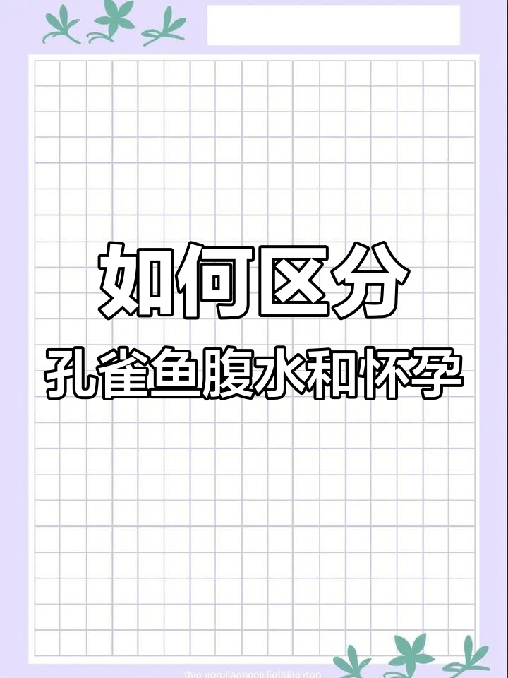 孔雀鱼腹水与怀孕的区别