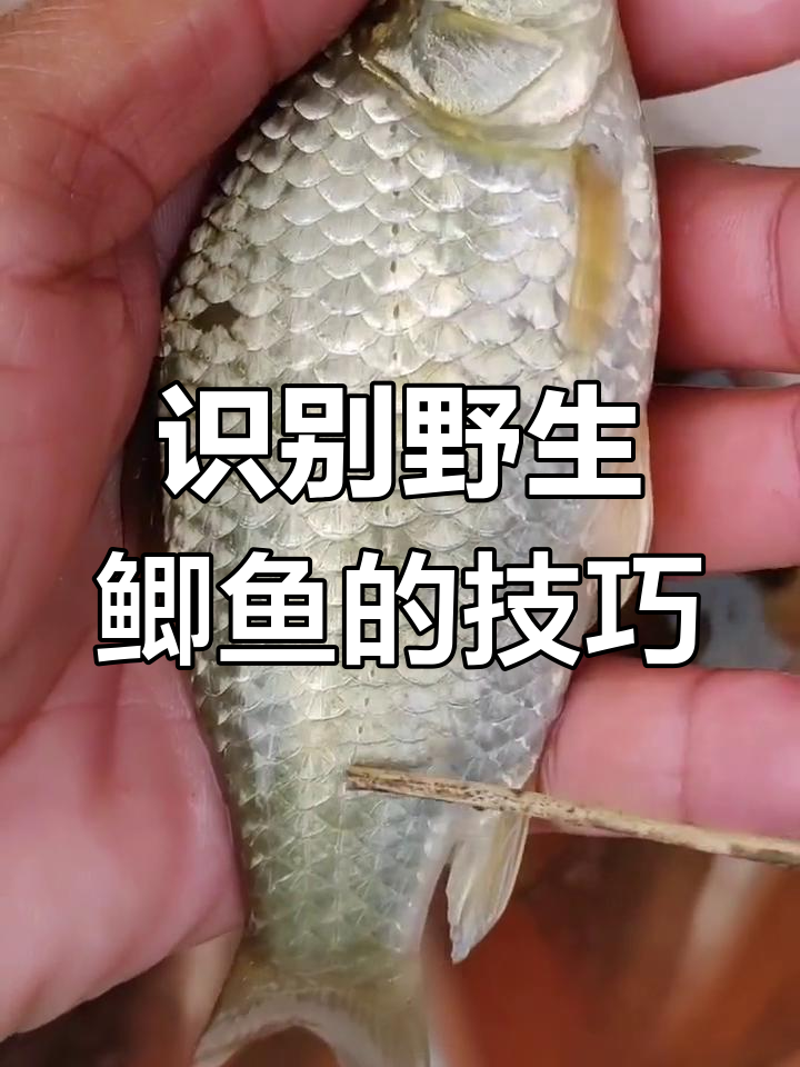 如何辨别野生鲫鱼与养殖鲫鱼