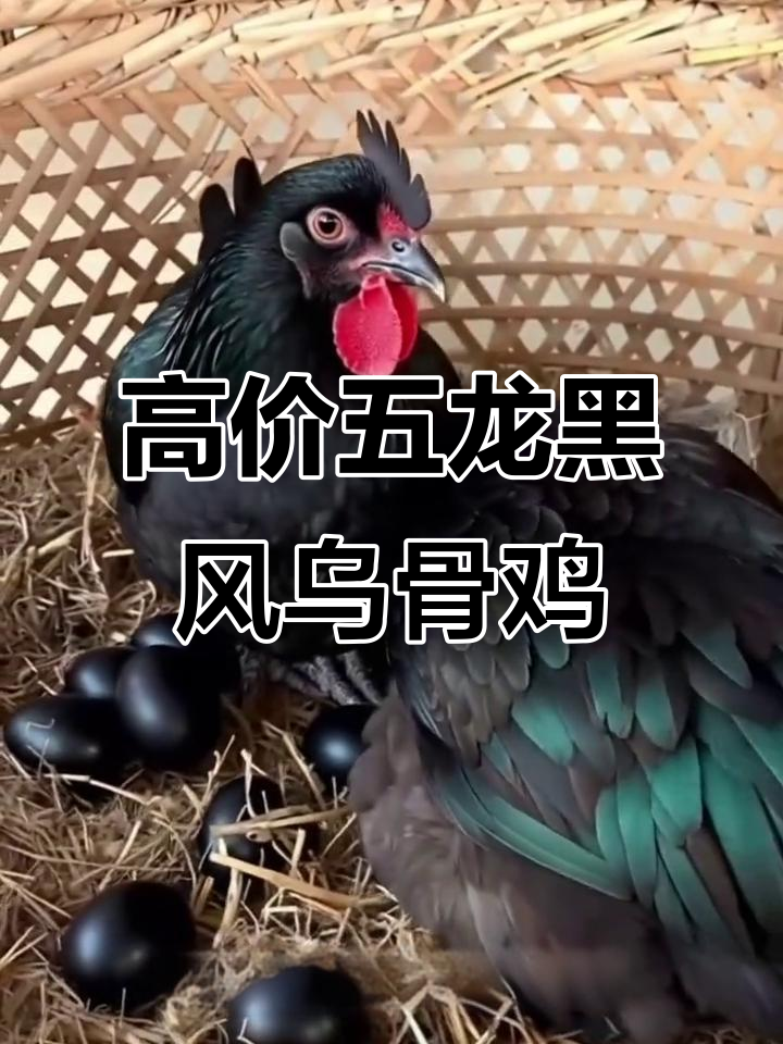 五龙黑凤乌骨鸡:营养丰富,美味鲜美的高价值蛋鸡品种