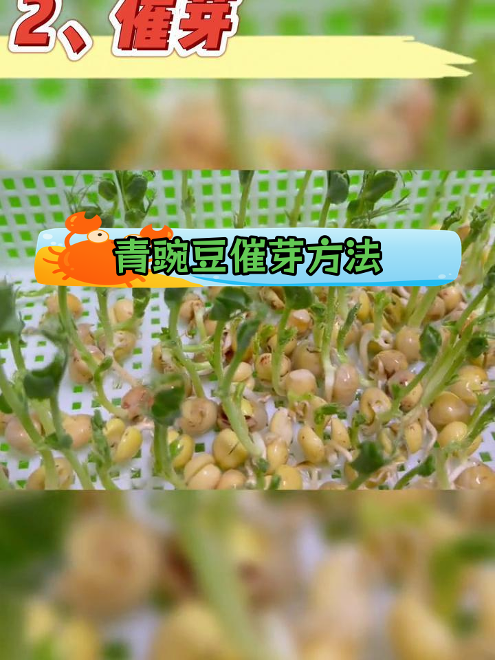 青豌豆芽苗菜种植全流程