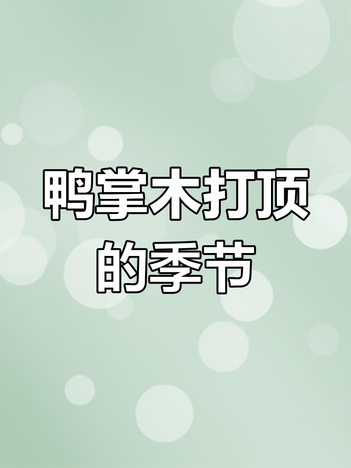 鸭掌木打顶的最佳季节,别错过!