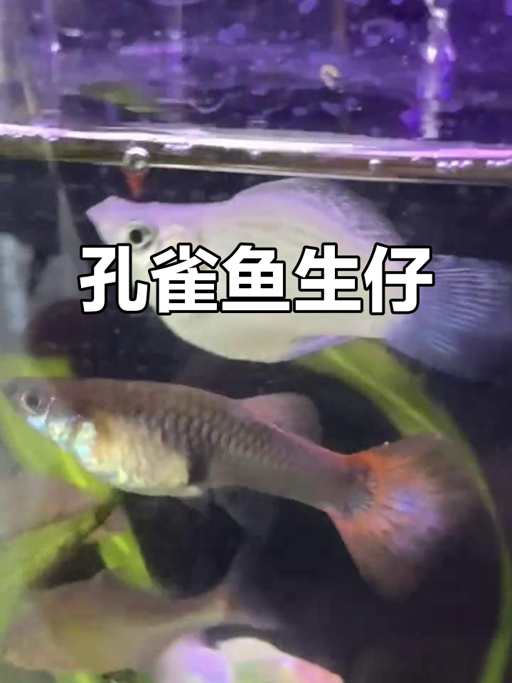 新生的孔雀鱼宝宝,部分被吃掉,赶紧分开大鱼和小鱼