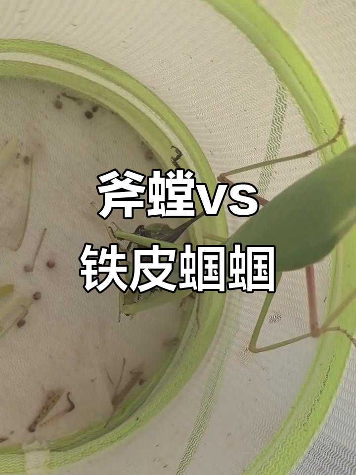 清迈斧螳与铁皮蝈蝈的昆虫对决,谁胜?