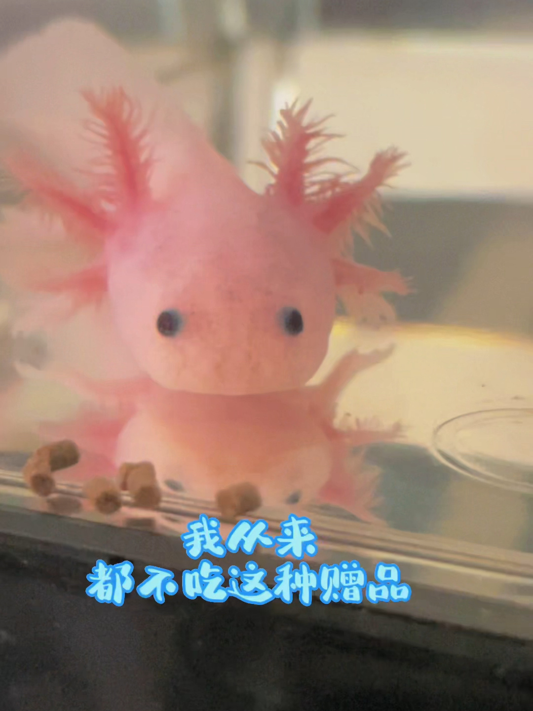 新手养六角恐龙鱼
