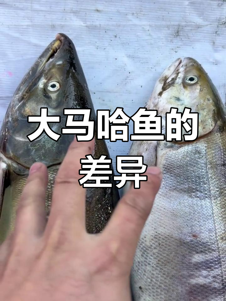东极抚远大马哈鱼与俄罗斯进口的区别解析