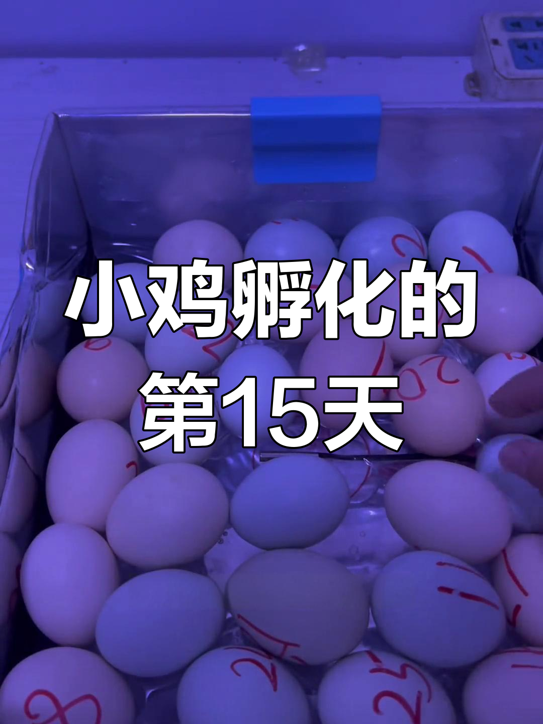 孵化15天后,小鸡初现模样