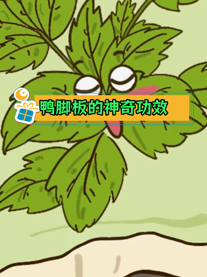 鸭脚板野菜的多重用途,你吃过吗?