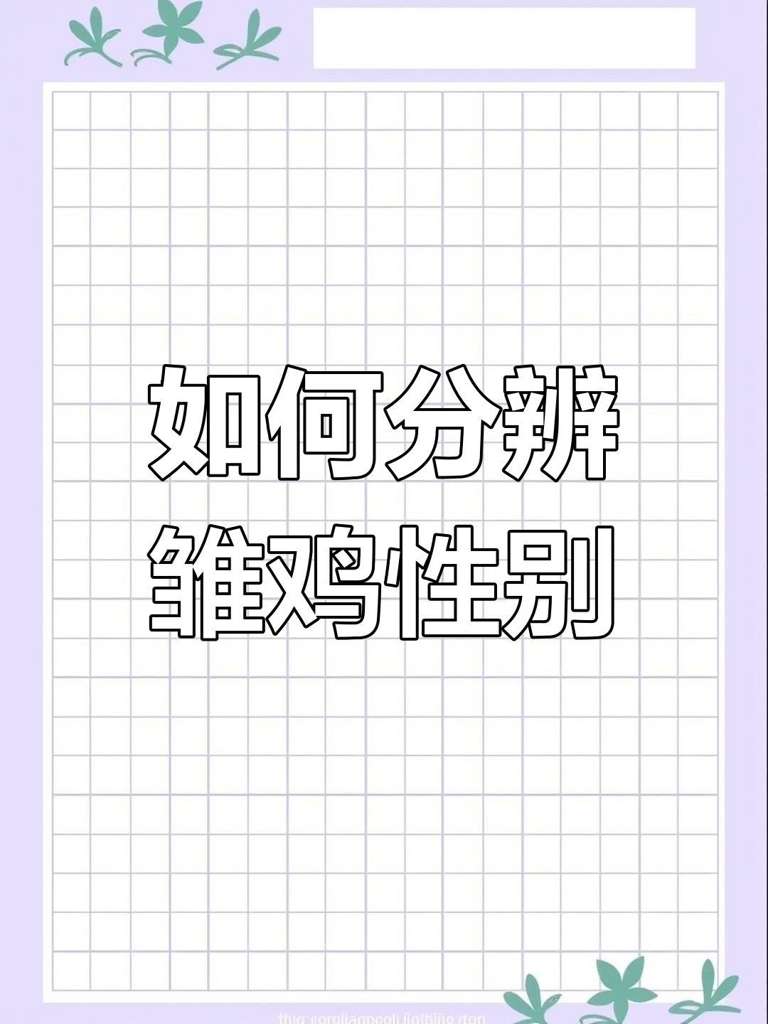 鸡苗公母鉴别技巧,轻松掌握!