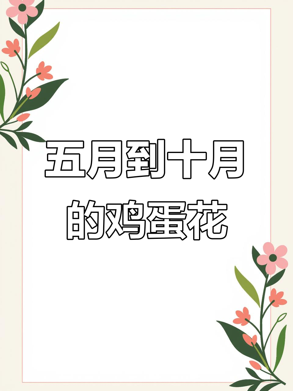 鸡蛋花盛开时间揭秘,五月至十月都能看到它的美丽