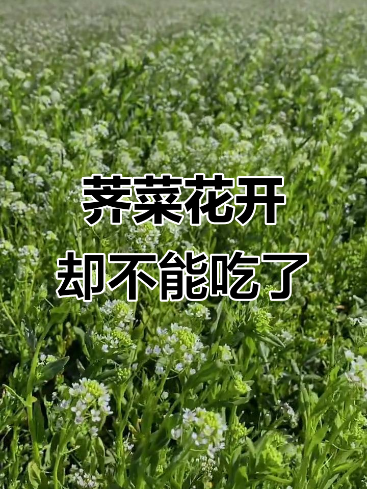 荠菜花开了,但已经老了不能吃,只能看