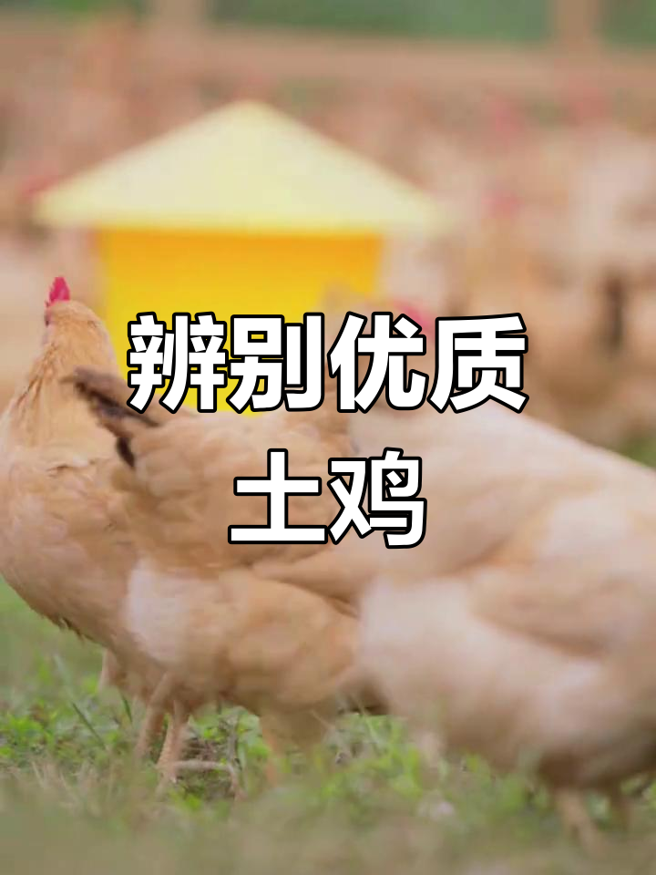 如何识别正宗土鸡,避免买到劣质或杂交品种